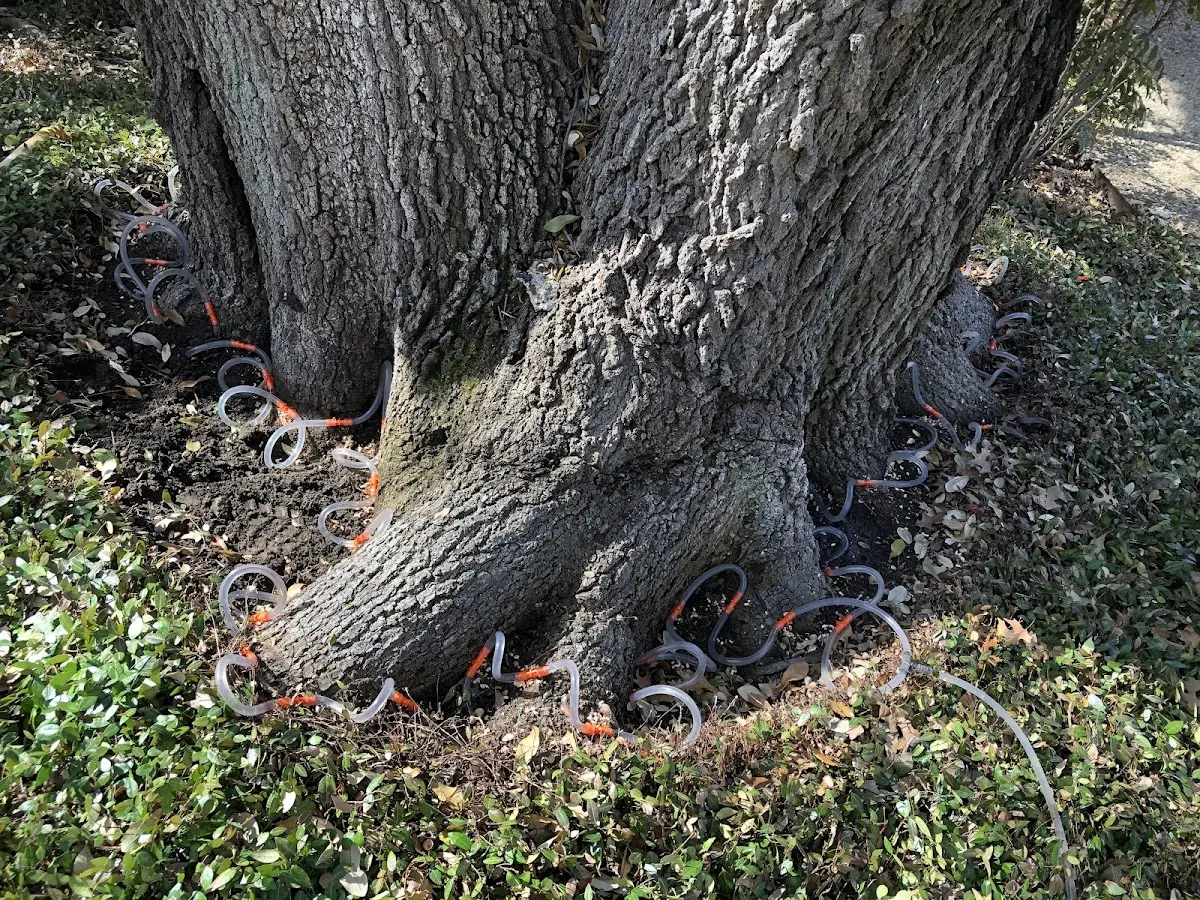 Detailed Tree Cabling and Bracing job site in Chouteau