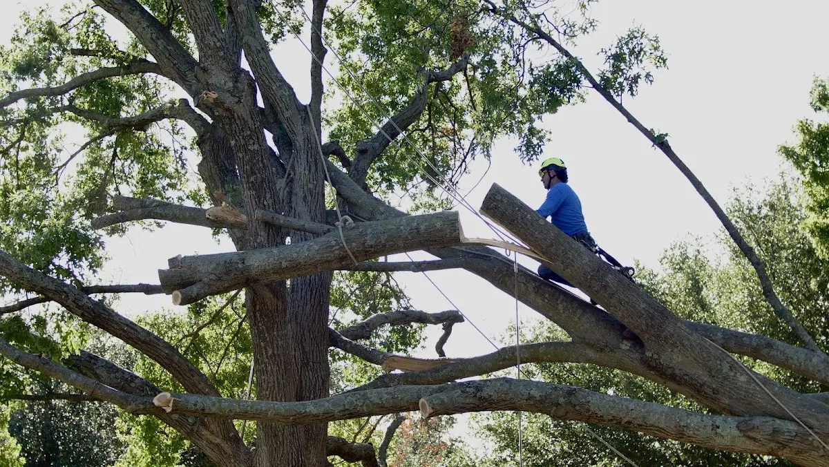 Professional Crown Thinning performed by certified arborists in Chouteau